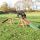 Trixie Dog Activity AGILITY Nácviková lávka 456x64x30 cm